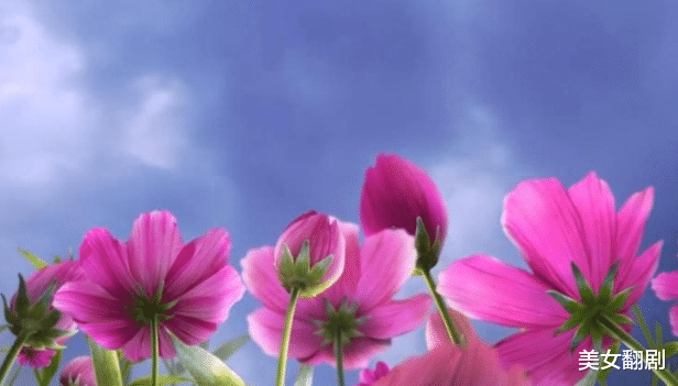 美女翻剧 回忆中的划船