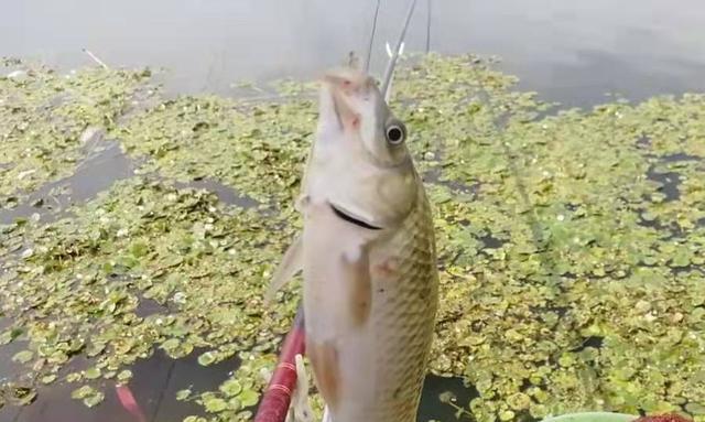 |鱼口不好时,换一种调钓方式果然管用,空钩率低,十次扬竿九次中