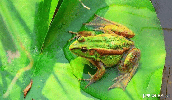 混合生物诞生!科学家已造出能光合作用的动物,改造人类不远了?