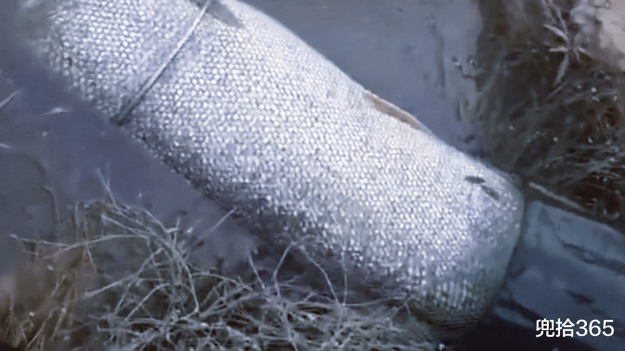 广东省|1.4米长70斤重，广东一男子野钓实现大鱼梦！网友：还穿上丝袜了