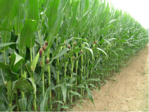  不怕八月初五打雷，就怕八月二十七外出，啥意思？初五打雷好吗？