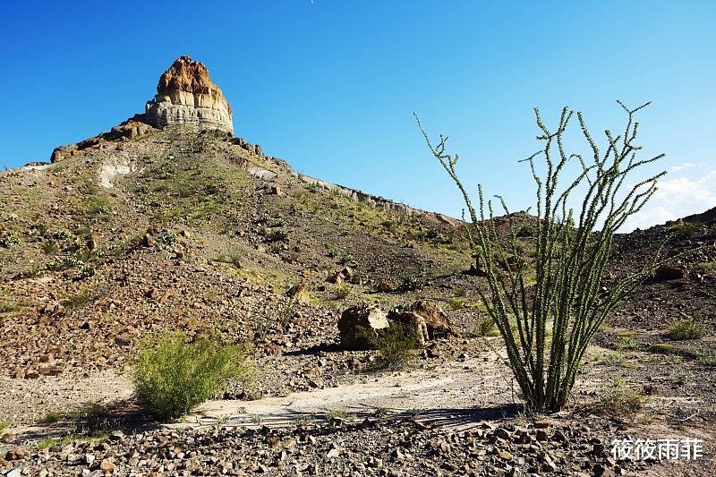 骆驼 为什么人不能碰在沙漠中渴死的骆驼?这几点原因帮你解开疑惑