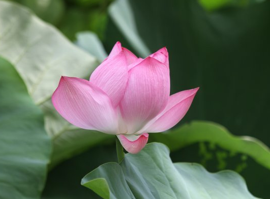 星临天下 步入11月上旬，4属相吉星关照，财运滚滚，日子潇潇洒洒