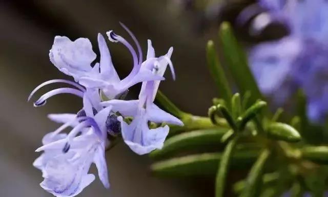 奔跑吧 精油护发配方 | 珍爱头发，远离毛叉