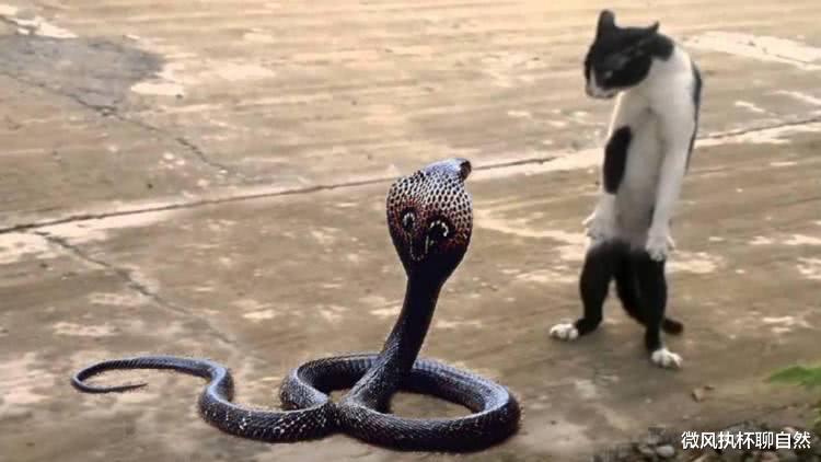 微风执杯聊自然|猫中霸王狸花猫，不吃白食爱自强，捕蛇灭鼠斗鹰，猛犬也要绕着走