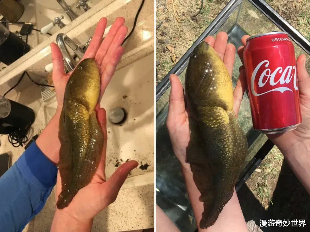 漫游奇妙世界|不比不知道，一只蝌蚪居然能长这么大