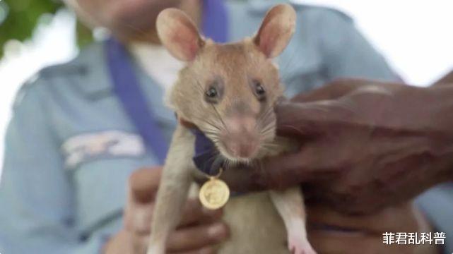 基因 世界上有一种老鼠，用生命在保护人类，可惜许多人不知道