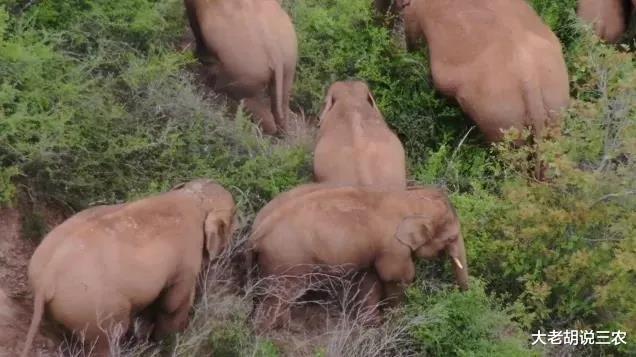 大象 北迁大象为啥又重新回到了峨山?原来,峨山有大象喜欢的“秘密”