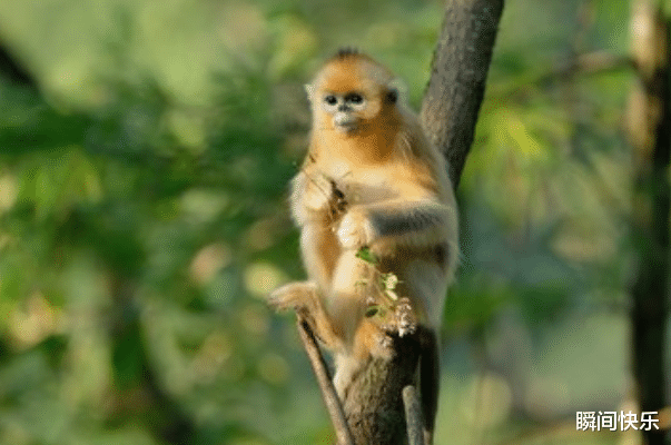 瞬间快乐 11月2日-11月9日，猴、猪、生肖兔运势攻略，步步高升，大器晚成