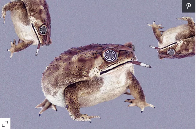 蟾蜍 国外有人已经吸起蟾蜍毒了，有点可怕