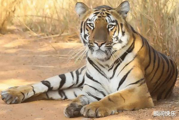 |农历几月出生的属虎人，下半年贵人多多，机遇不断，职场顺风顺水