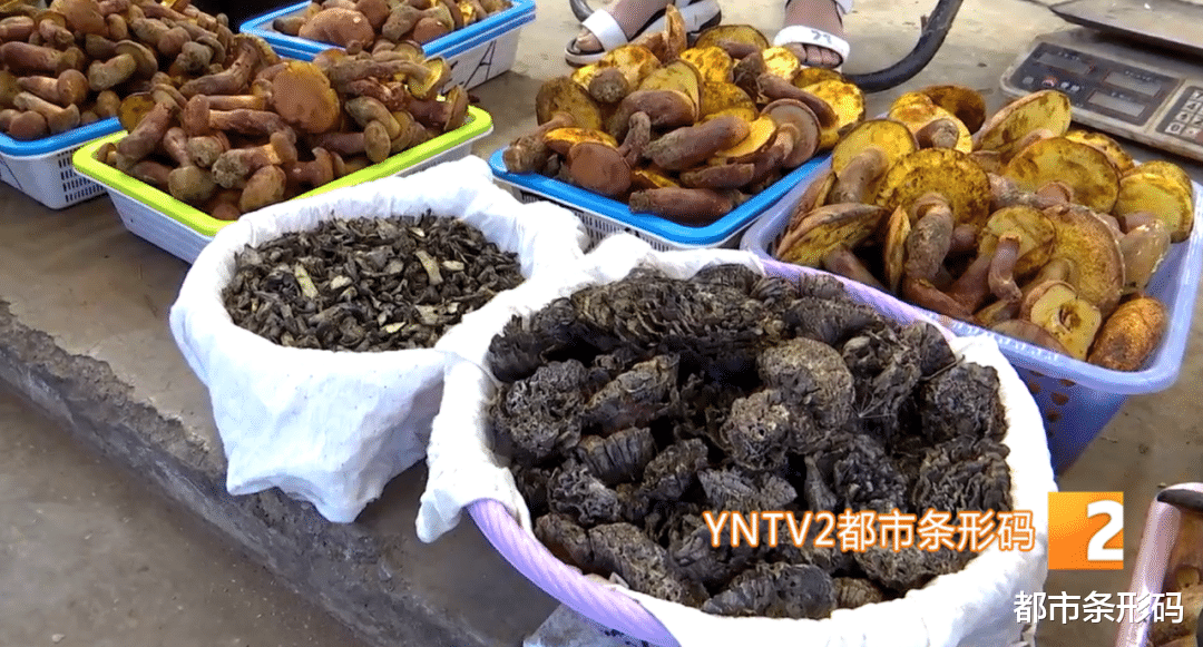 都市条形码 1000到1600元每公斤！头水青头菌和干巴菌来了！