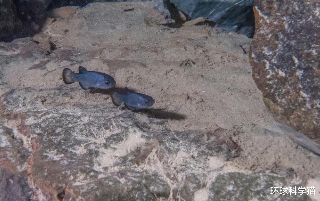 科学家 全球仅剩38条的“沙漠鱼”！与其等待灭绝，为何不抓出来培育？