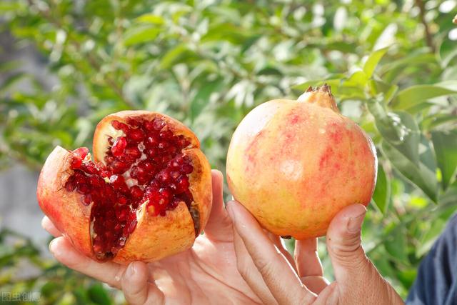 石榴|中老年人秋天多吃这种水果好，粒大籽软纯甜多汁，软化血管没商量
