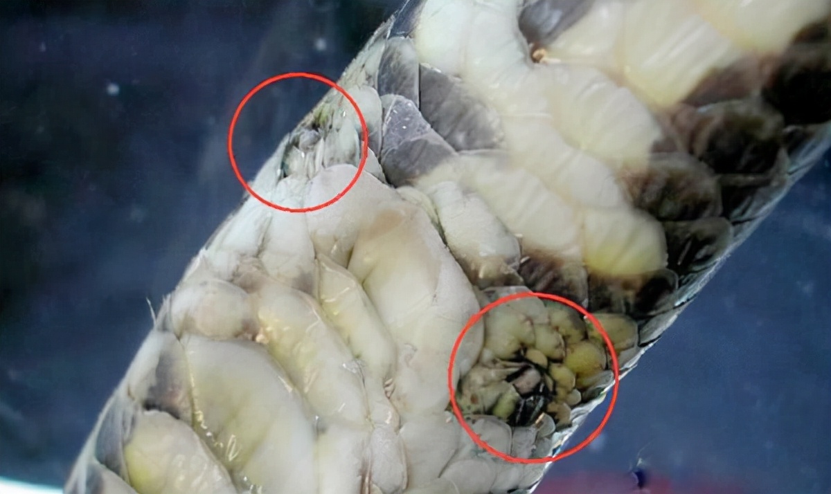 基因突变 蛇的腿是进化还是退化的结果？像蜥蜴一样行走，岂不是更快？