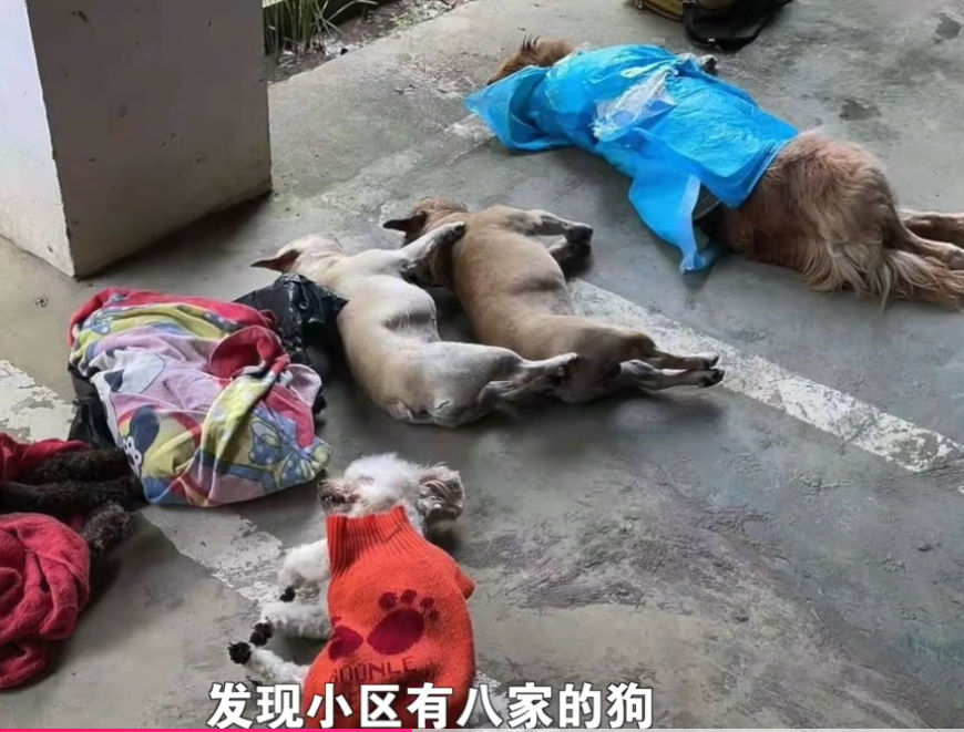 贵州 贵州某小区8条狗疑遭投毒致死，网友：反思为啥中毒，不值得同情