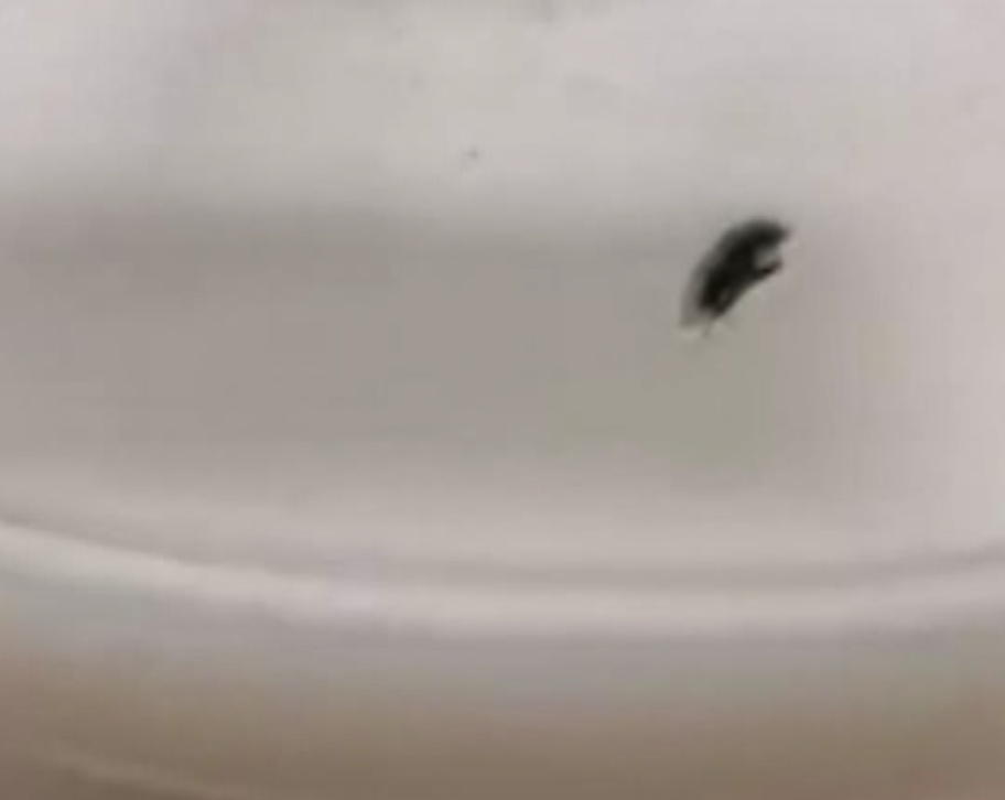 知名品牌奶茶里有苍蝇，问题是喝了几口才发现