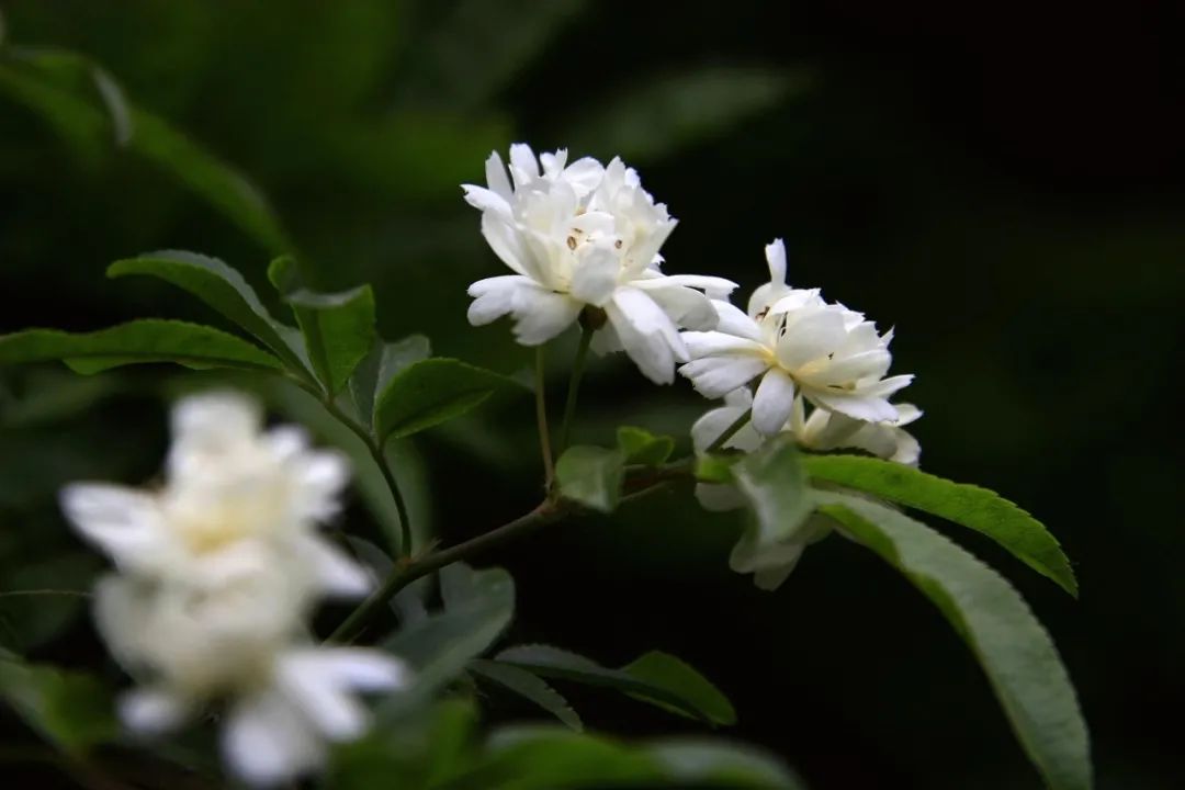 中药|这个经典良方9味中药，清脏腑热、清热燥湿、调气和血，你知道吗