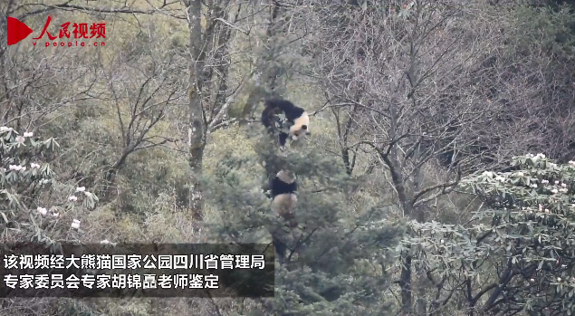 半岛晨报 首次！大熊猫求偶画面，被拍到了