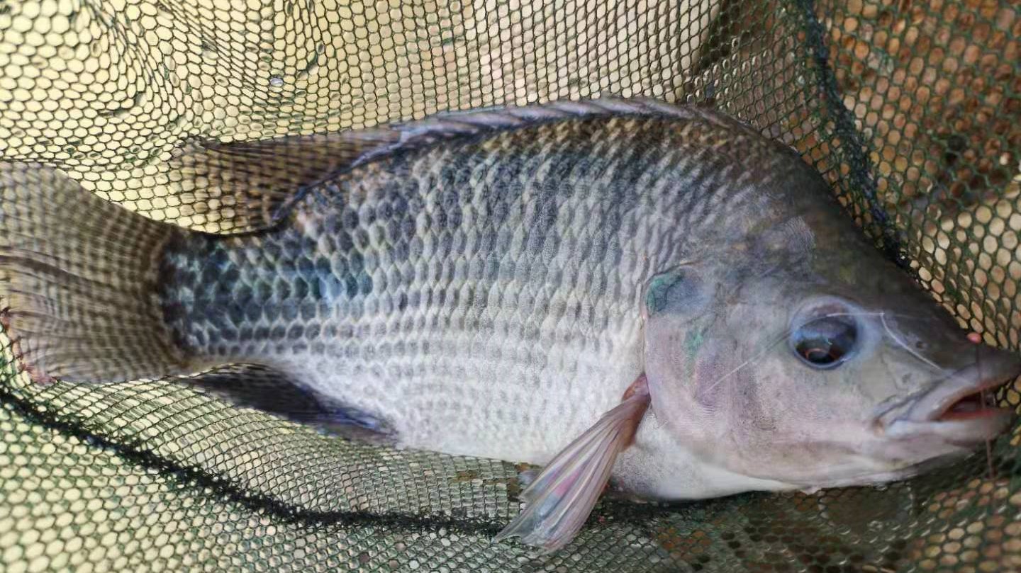 |春季难钓鱼,选择钓位是关键,您选对了吗?