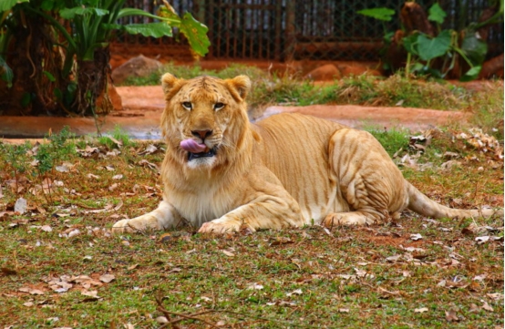 老虎 世界“最大猫”体重达408公斤，3次获得世界纪录，它不应该诞生！