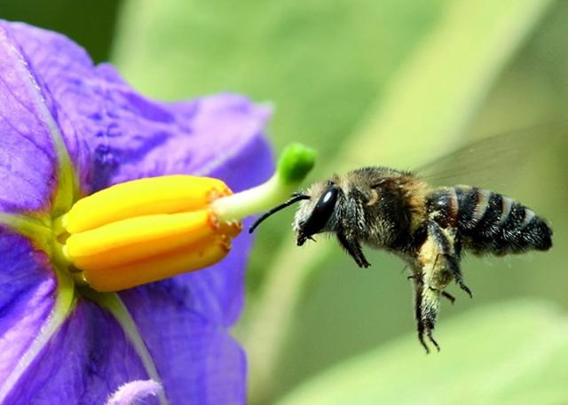 蜜蜂 科学家们的预测:致命的“组合拳”将会让蜜蜂在未来的某一天灭绝