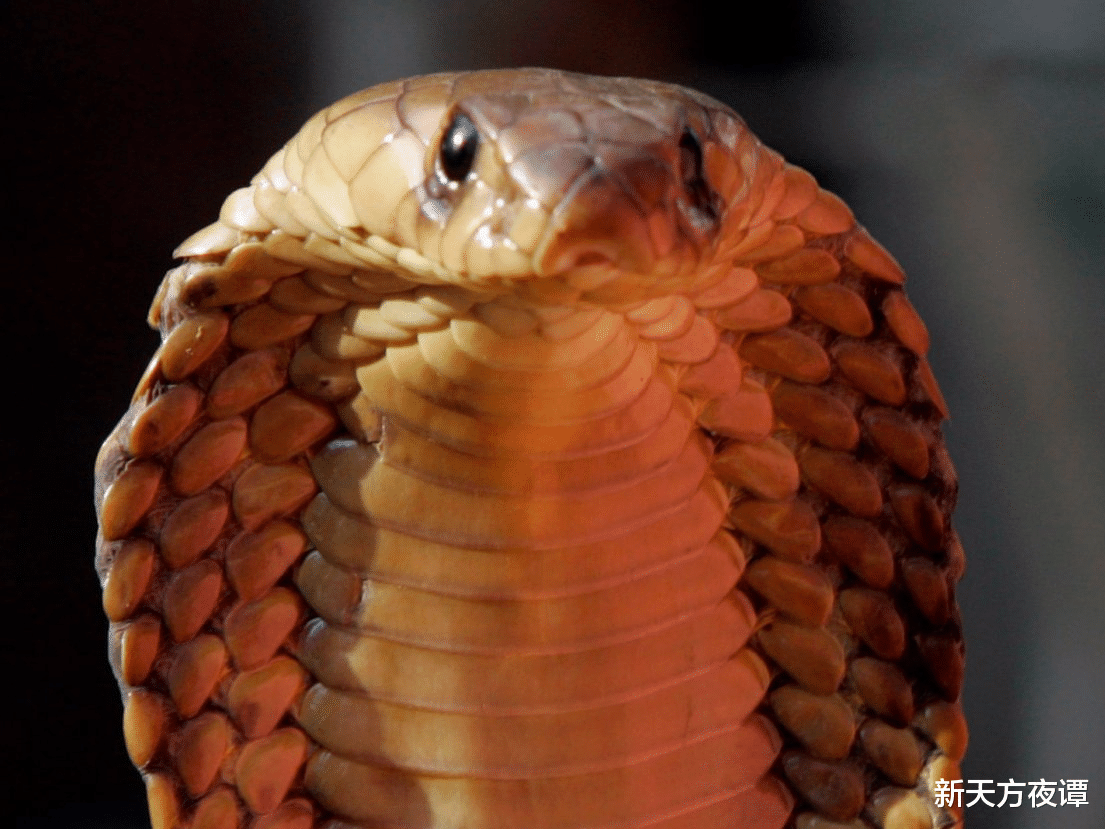 科学家 对人类生命威胁最大的10种动物，狗狗排第3位