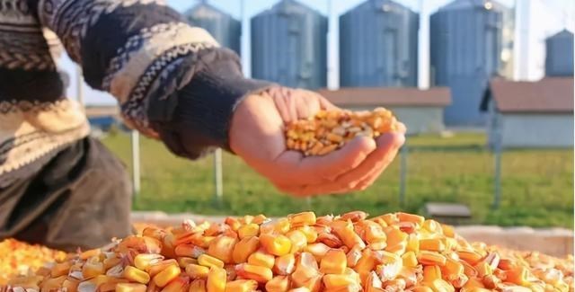 中儲糧進口玉米拍賣1.29元“少人問津”，玉米、小麥還有出路嗎？-圖5