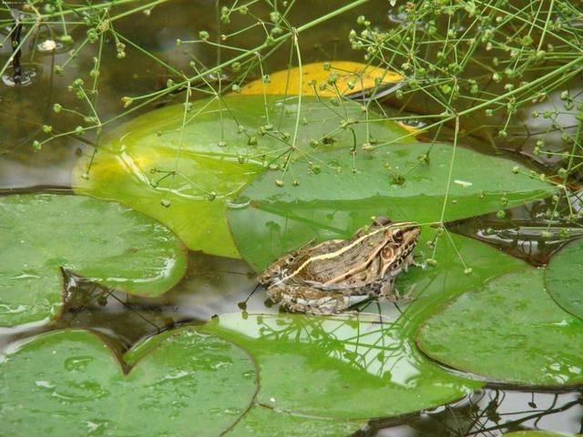 非洲巨蛙 世界上最大的青蛙，蝌蚪犹如鹅蛋，它们是如何成长的？