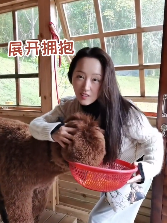 黄子韬|50岁杨钰莹和羊驼拥抱！抱菜篮亲手喂食不嫌脏，素颜皮肤透亮光滑