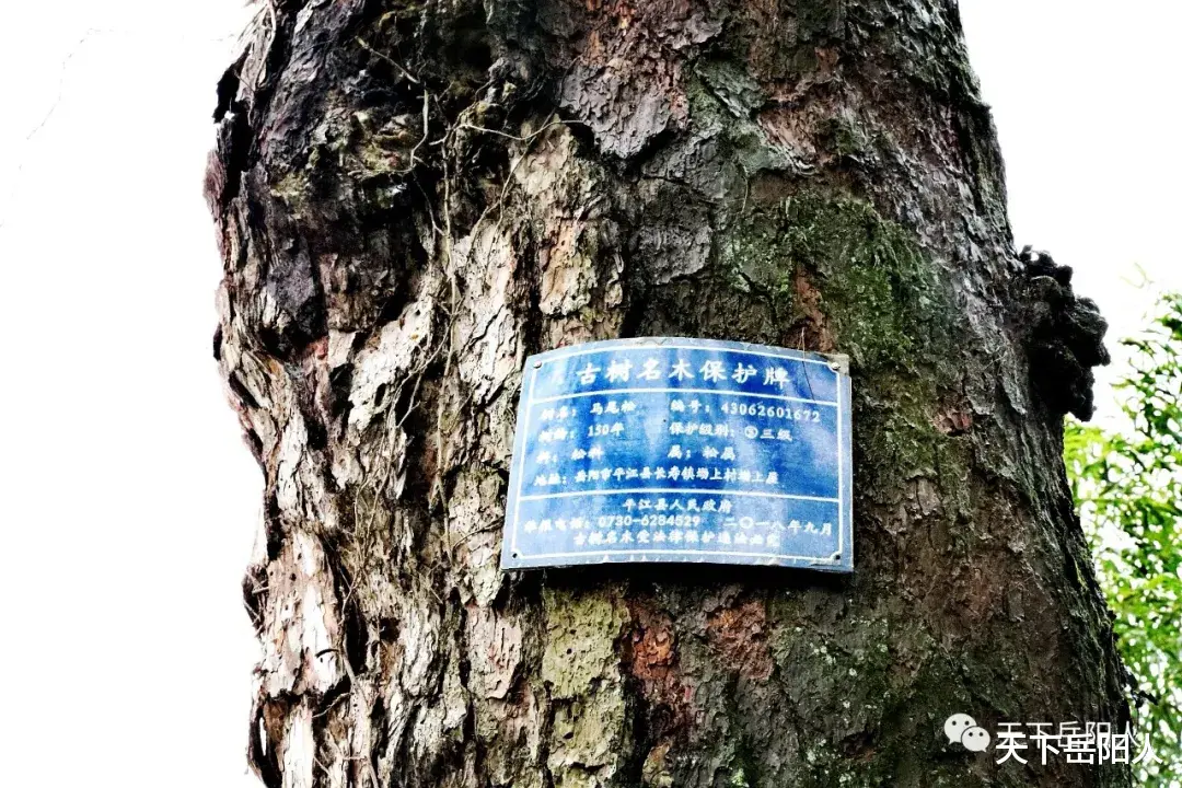 天下岳陽人 岳陽平江狂風(fēng)暴雨，一百年古木轟然倒下，砸塌民宅