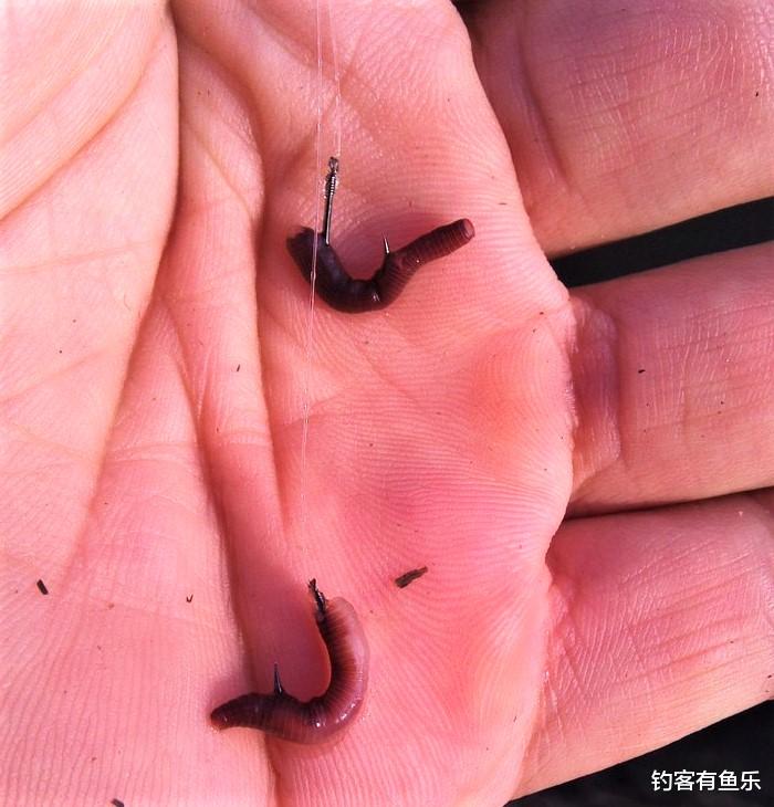 饵料|深秋钓鲤鱼，能否用玉米？秋季用蚯蚓钓鲤鱼，原来有这些好处