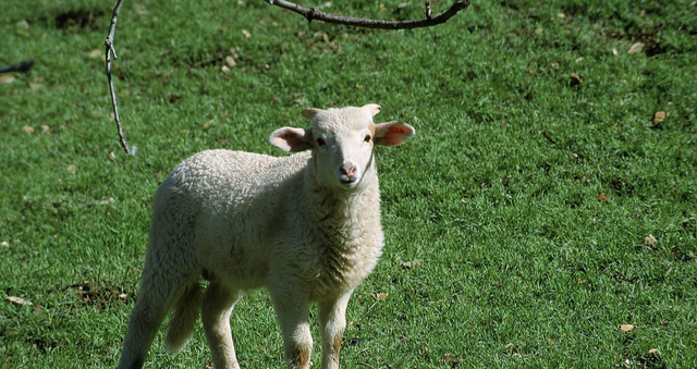 基因 男性长寿新方法，研究证实雄性DNA会加速器官衰老，阉割或能长寿