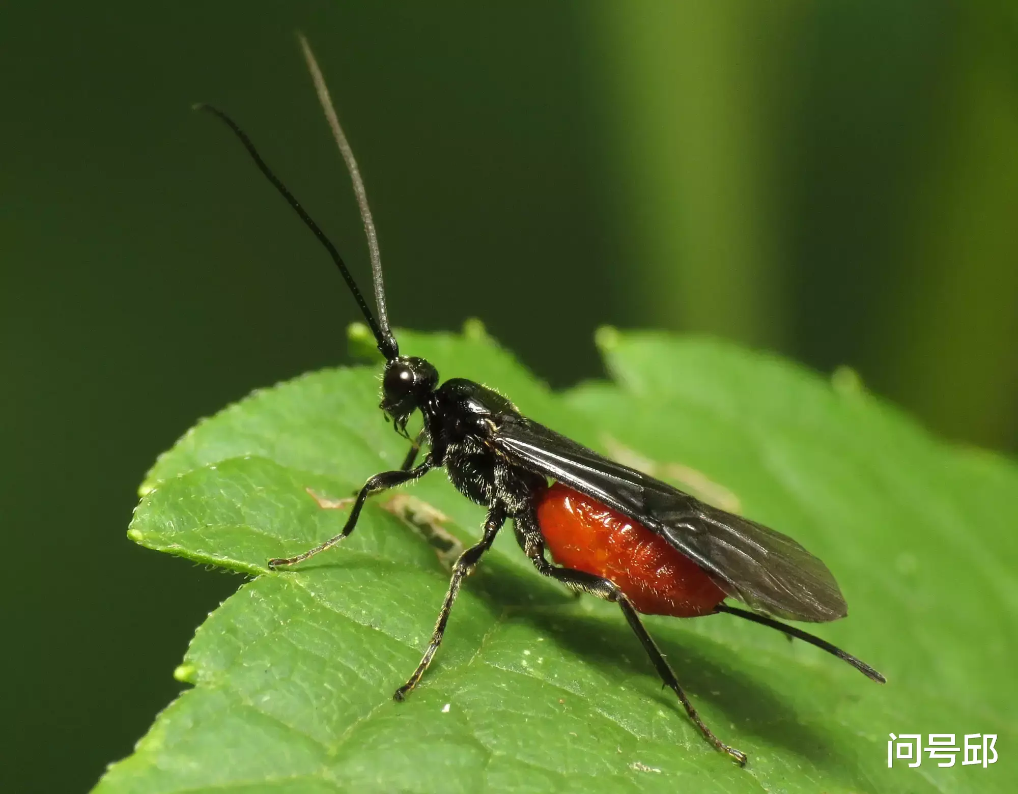 番茄|神奇的寄生关系：这些“爆米糖”是如何拯救你菜园里的番茄？