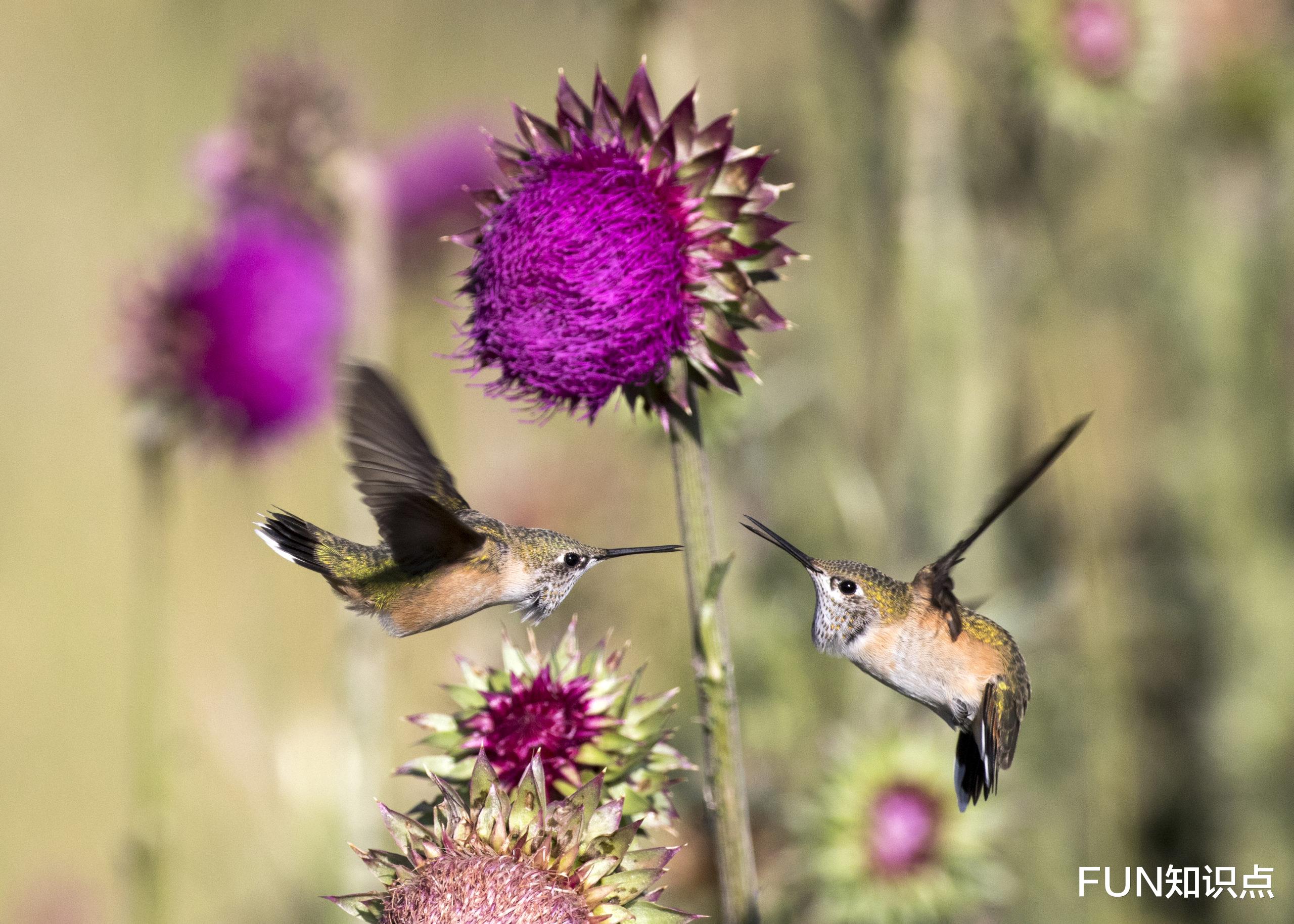  为了追求异性，体重仅3克的雄性星蜂鸟，在喉咙上“开了朵花”