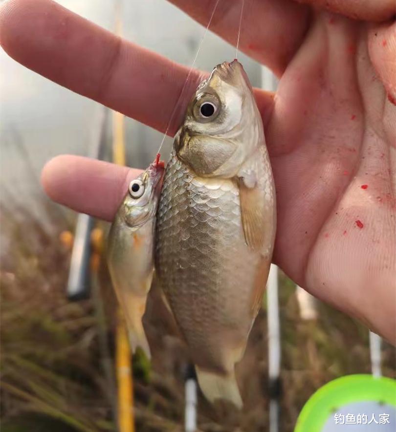 |?野河沟拉饵钓鱼，狂拽398条小杂鱼，这是钓鱼人的下酒好菜