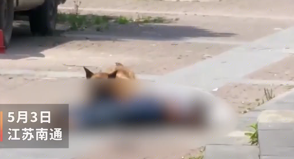 掌上社评 南通一恶犬当街咬人致死？街道回应，网传消息不属实，人无大碍