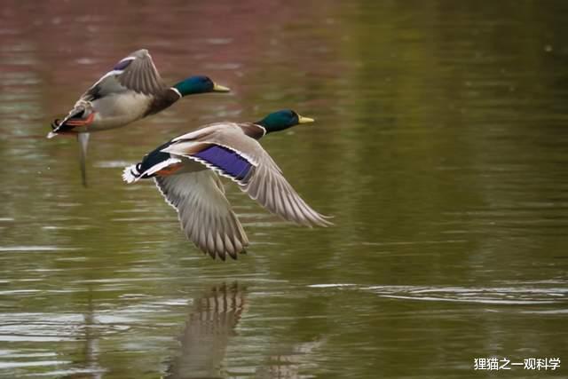 加密货币 人类有多脆弱？被鸡和仓鼠杀死？盘点5个出乎意料的动物杀人案件