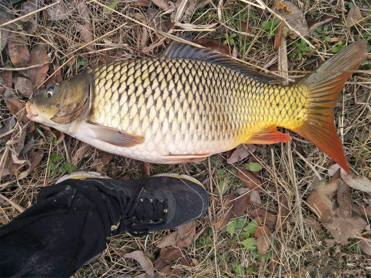 阴阳天|神仙难钓阴阳天？其实不然，目标和钓法选好一样钓