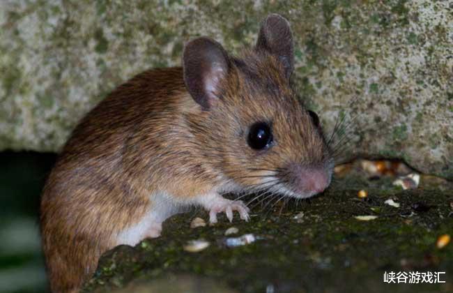 生肖|4个生肖，生肖鼠在列，近期烦恼多，机会却也不少