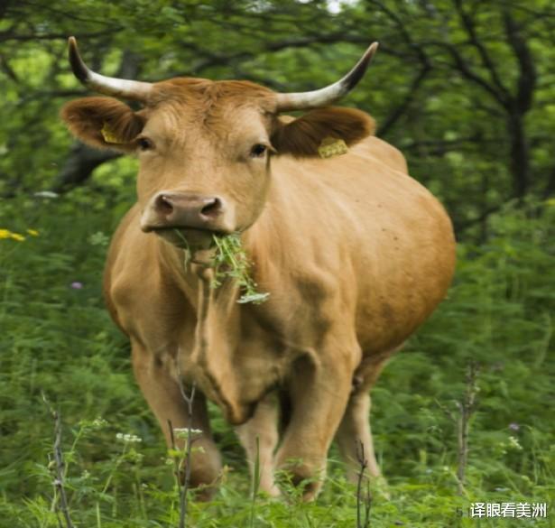 译眼看美洲 美国嫩牛逆袭：19岁小伙72岁老太忘年恋结婚，年龄相差53岁