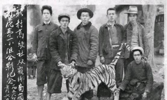 詹传婷说说历史 50年代湖南虎患横行,10年2000多人惨落虎口,围村另有原因?