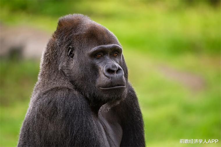 亚洲象 来自同一祖先的黑猩猩和人类为什么还是存在差异？新研究表明可能与一个DNA片段有关