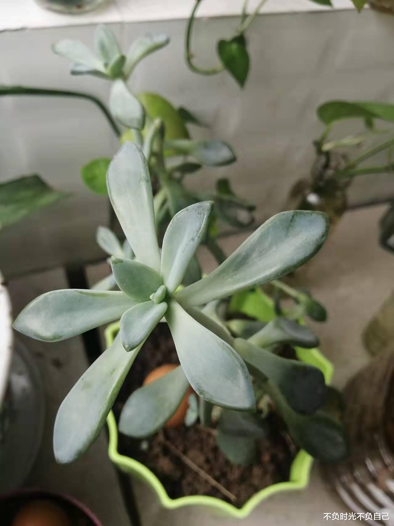 热衷减肥的朋友