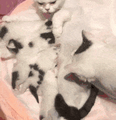 风云视角|搞笑GIF: 这样的赛车比赛，燃烧多少男人的内心