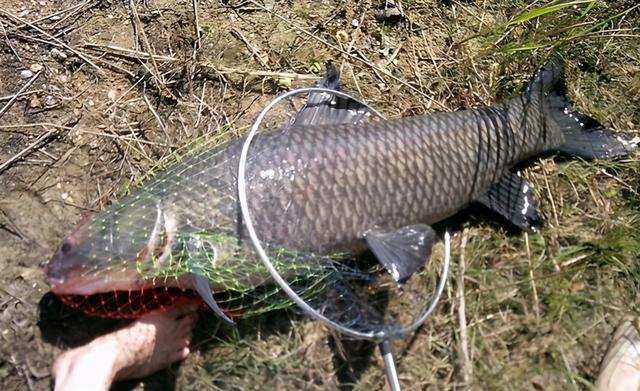 |夏季钓青鱼的小妙招