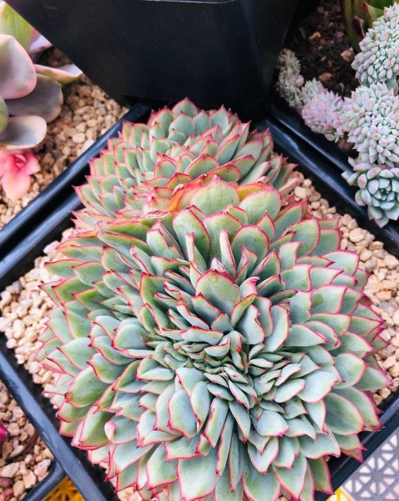 向阳园艺|??花土有好有坏，不要买成品土，价格贵不实用，专门骗新手