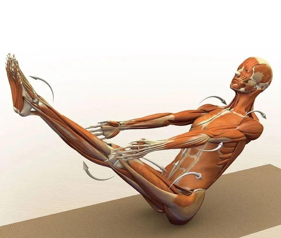 运动|练瑜伽，这些解剖常识你要知道（附28个常见体式解剖图）