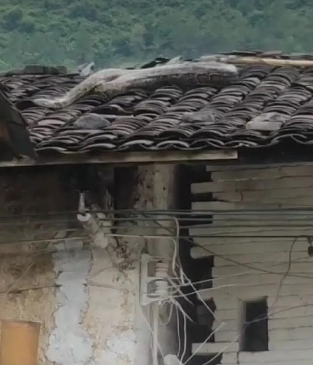 清影乱华裳 一蟒蛇疑似才吃了一只“清远走地鸡”肚子太大，盘踞在一农户屋顶