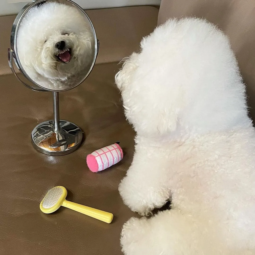 InsDaily 韩国快乐小奶狗爆红网络!看完心都快萌化了!